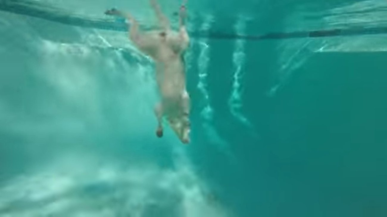 ラブラドールレトリーバー,動画