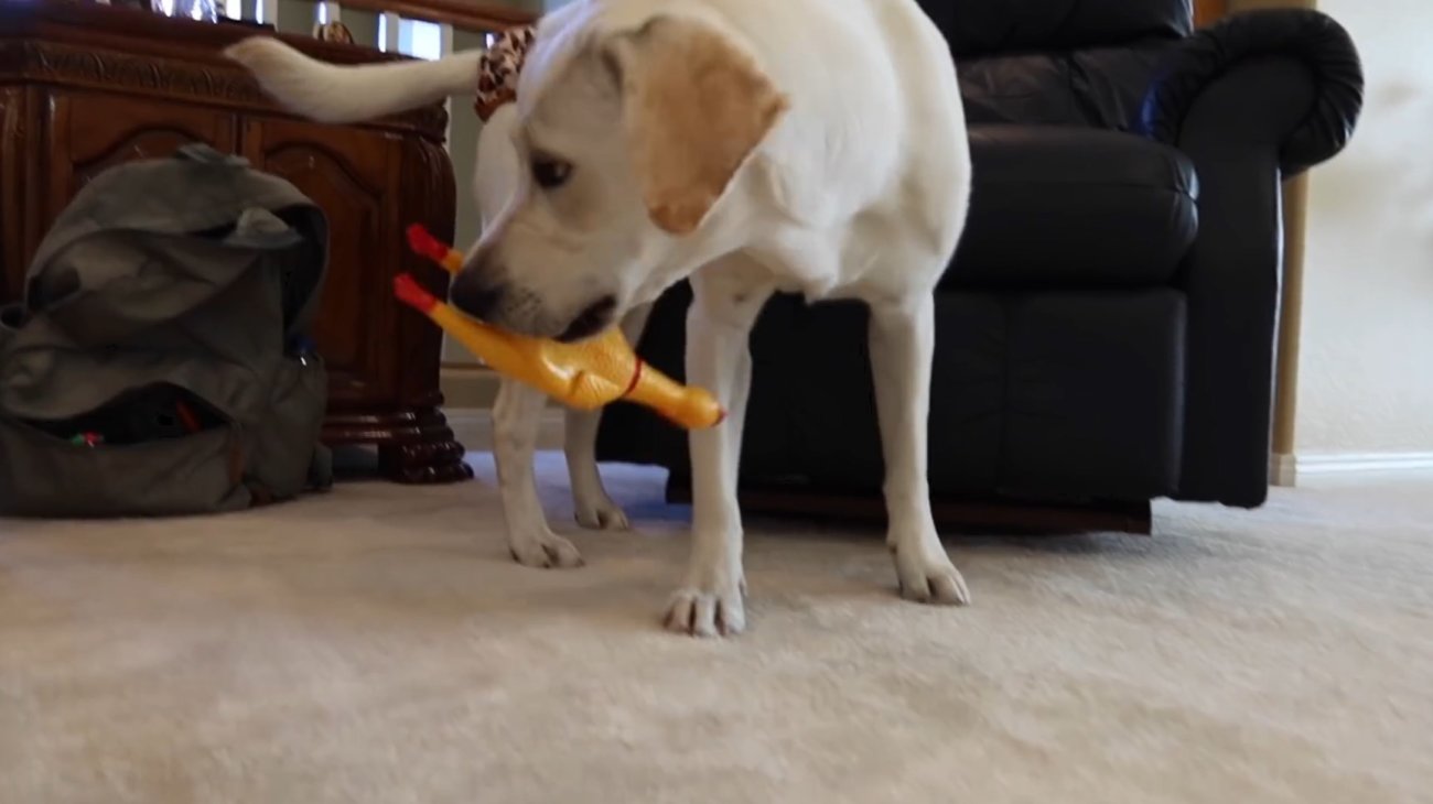 ラブラドールレトリーバー,動画