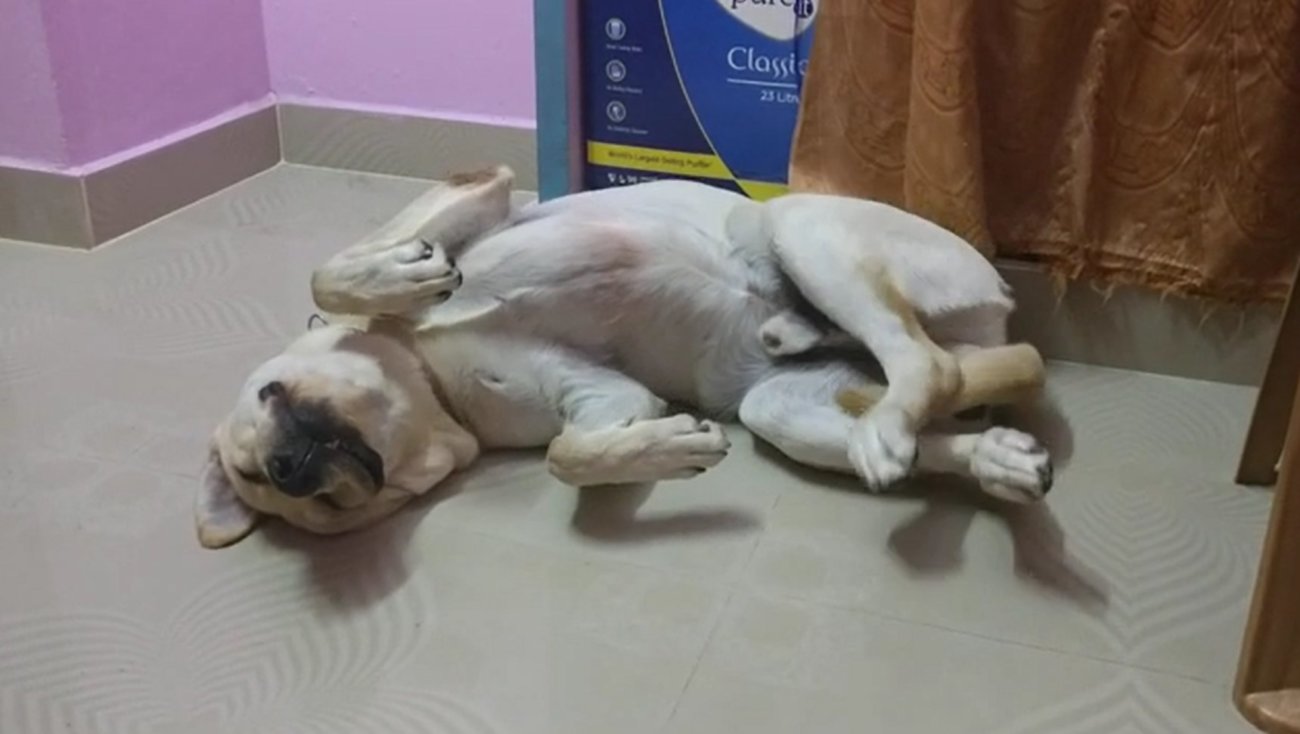 ラブラドールレトリーバー,動画