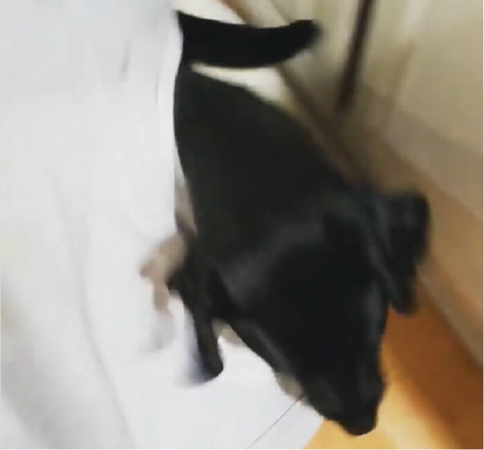 ラブラドールレトリーバー,動画