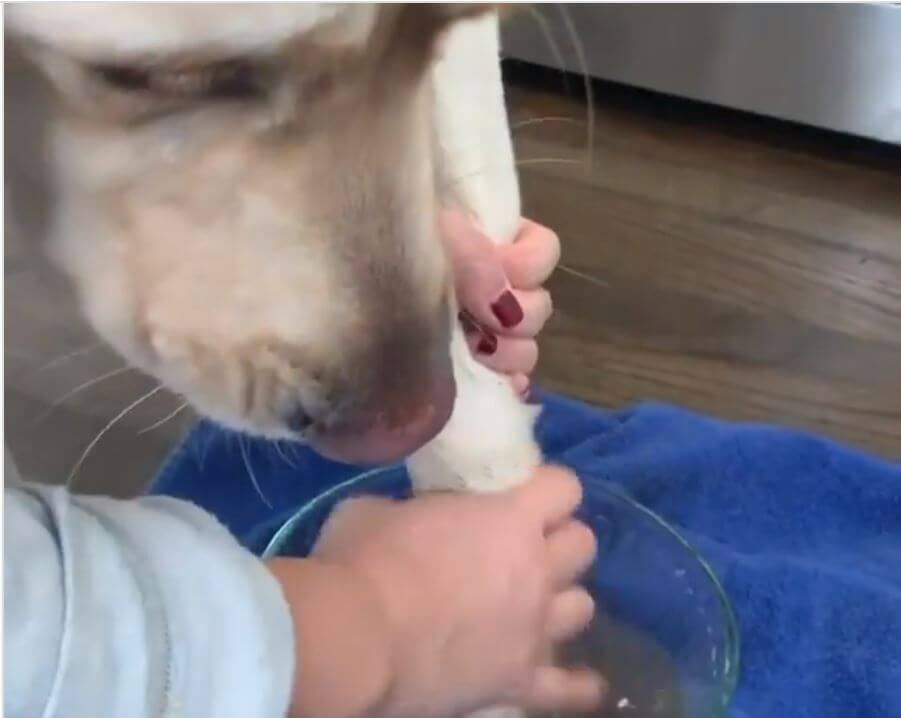 ラブラドールレトリーバー,動画