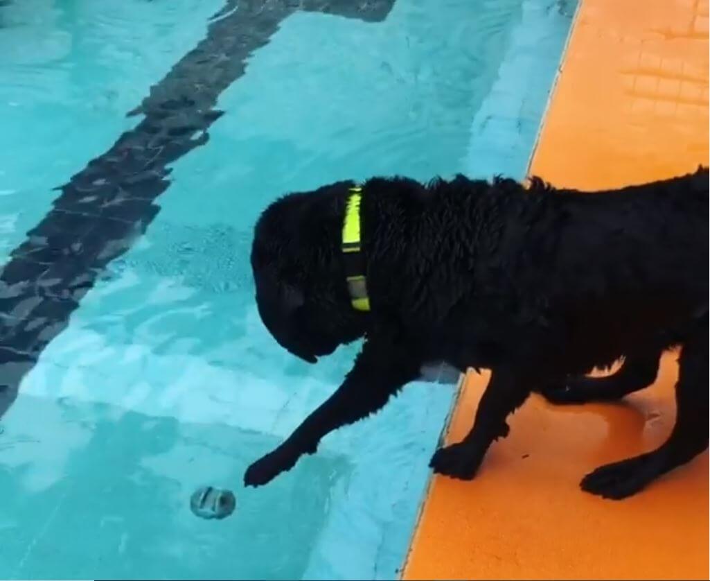 ラブラドールレトリーバー,動画