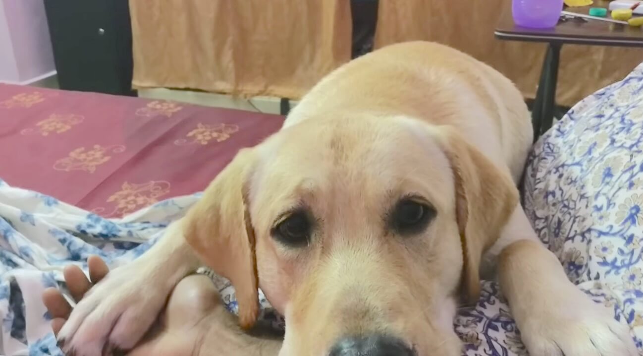 ラブラドールレトリーバー,動画