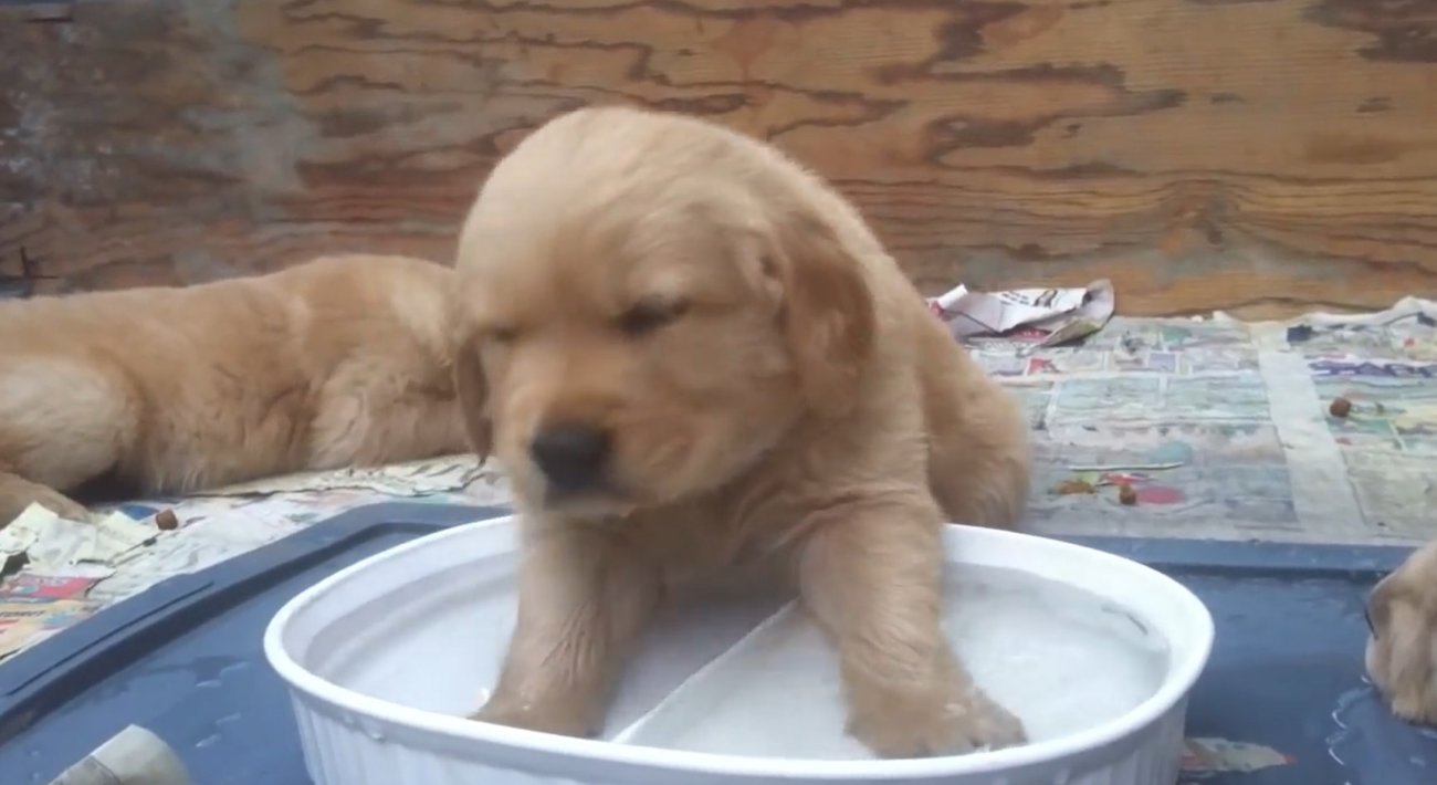 ゴールデンレトリーバー,動画