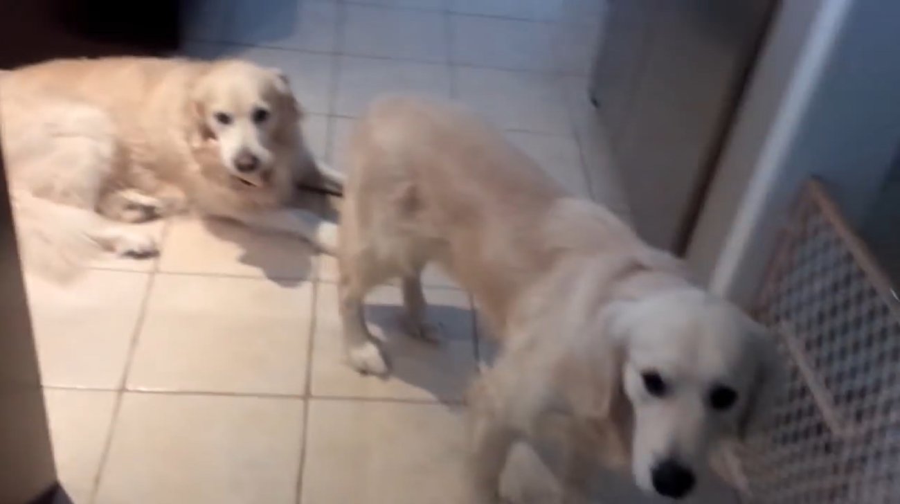 ゴールデンレトリーバー,動画