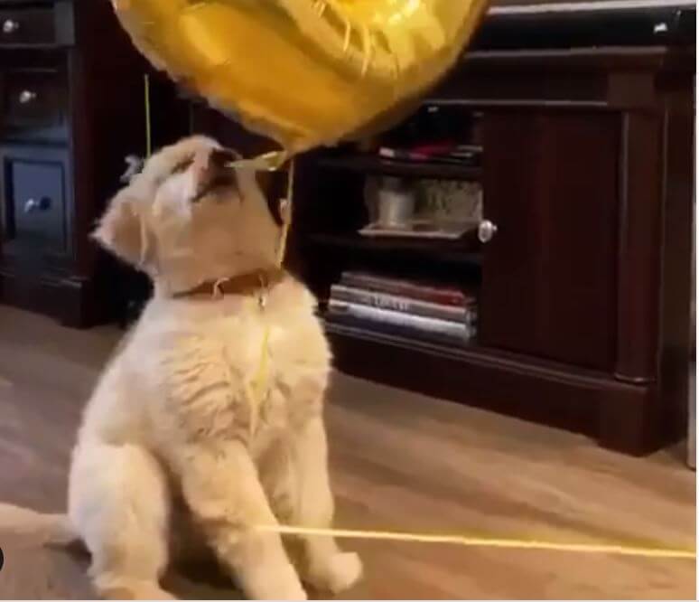 ゴールデンレトリーバー,動画