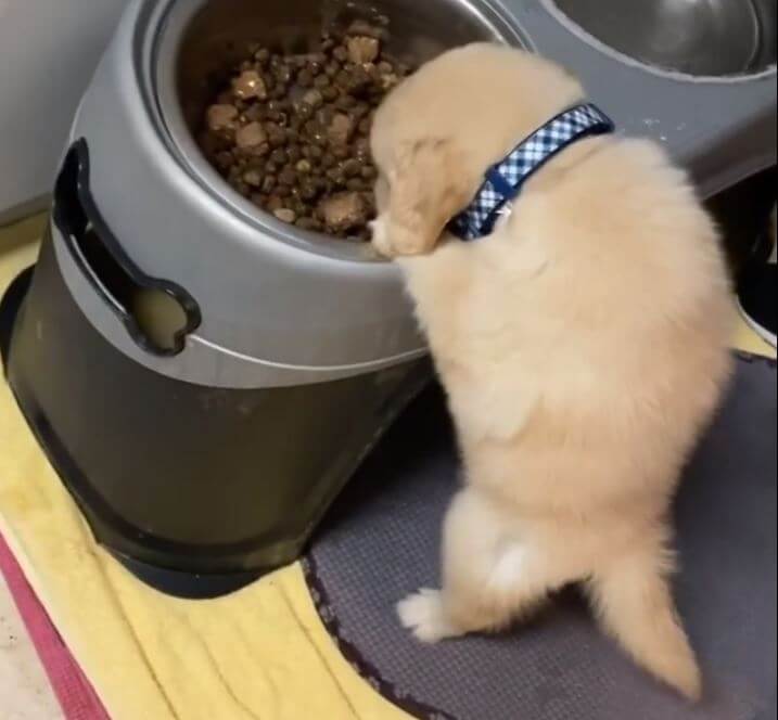 ゴールデンレトリーバー,動画