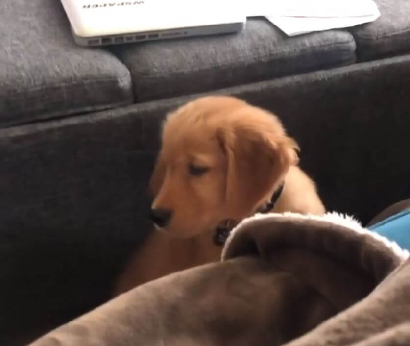 ゴールデンレトリーバー,動画