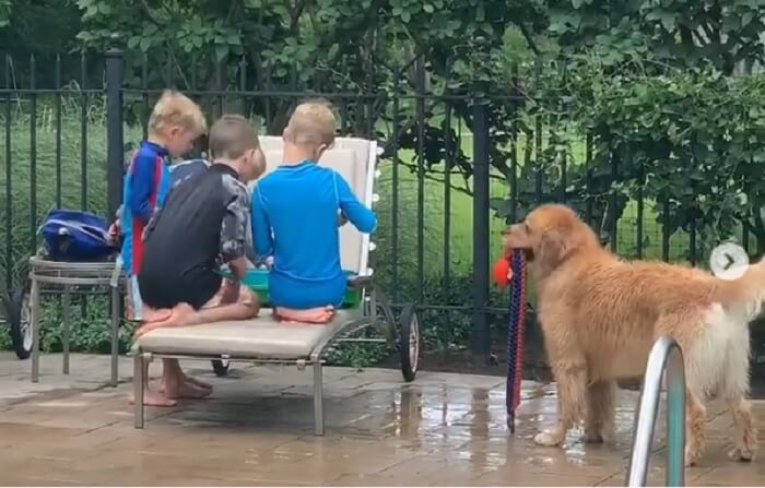 ゴールデンレトリーバー,動画