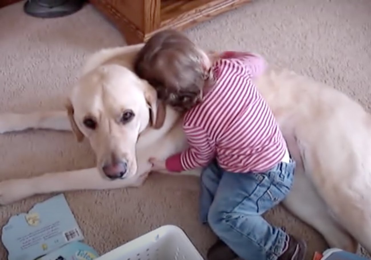 ラブラドールレトリーバー,動画
