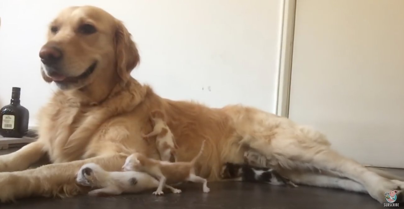 ゴールデンレトリーバー,動画