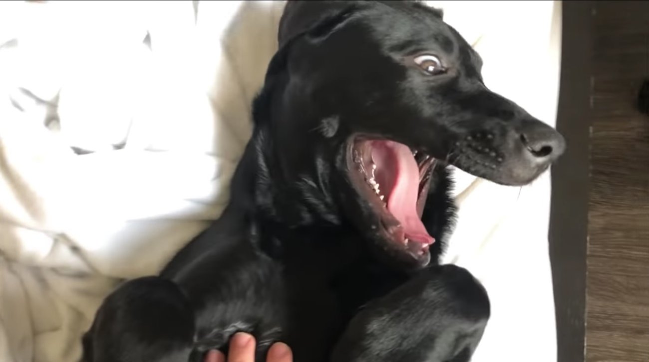 ラブラドールレトリーバー,動画
