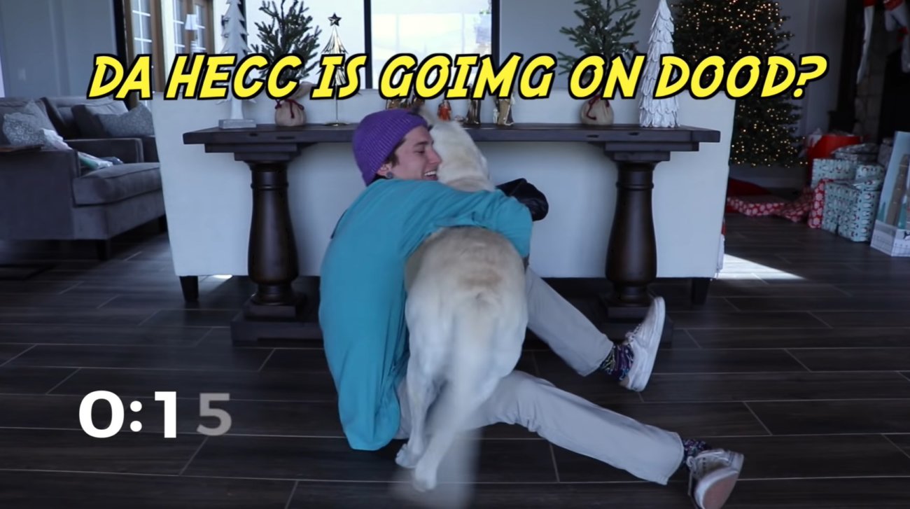 ラブラドールレトリーバー,動画