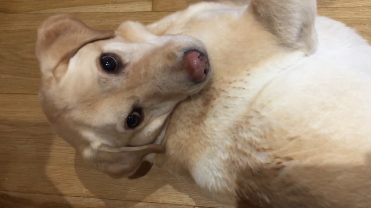 ラブラドールレトリーバー,動画