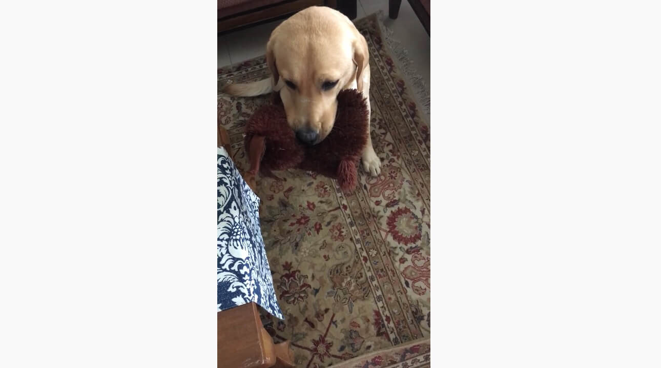 ラブラドールレトリーバー,動画