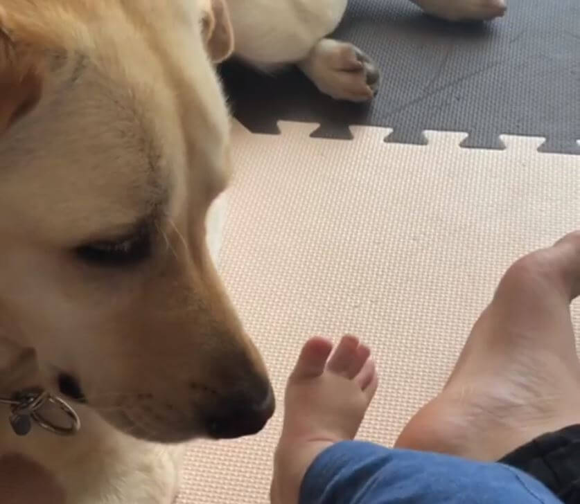 ラブラドールレトリーバー,動画