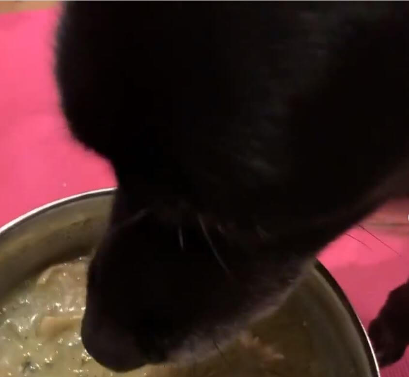 ラブラドールレトリーバー,動画