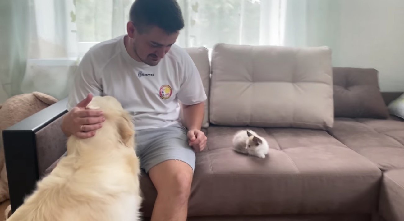 ゴールデンレトリーバー,動画