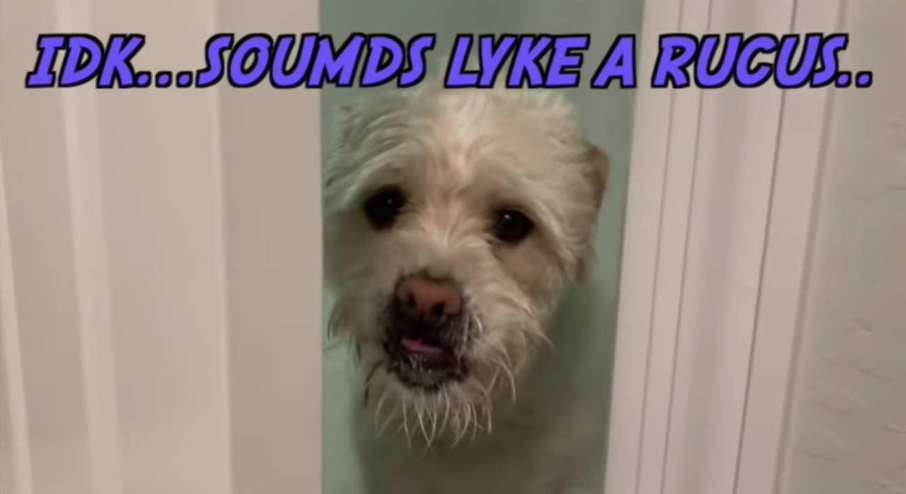 ラブラドールレトリーバー,動画