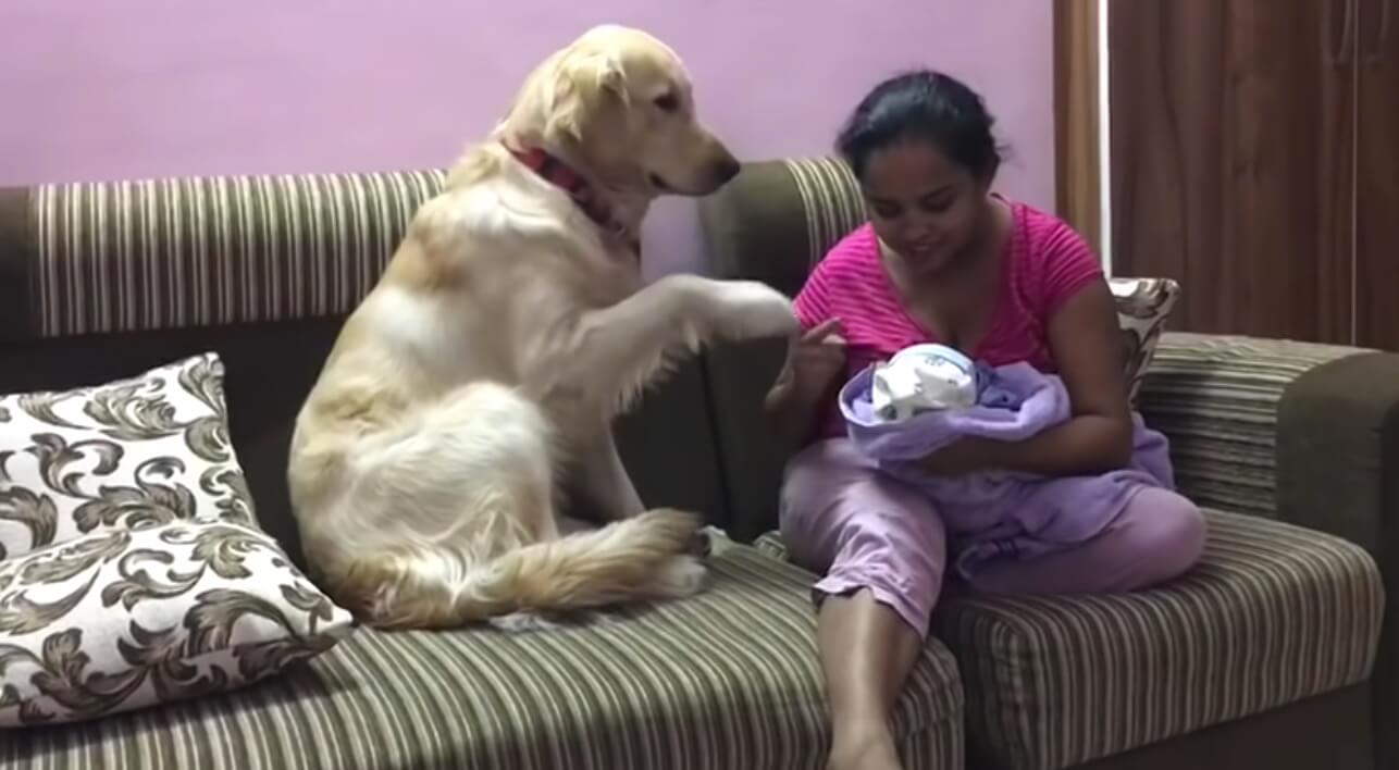 ゴールデンレトリーバー,動画