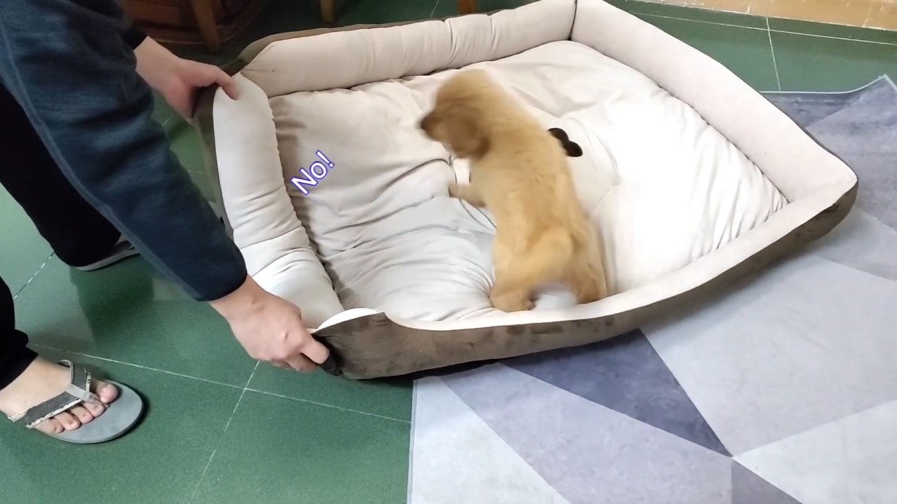 ゴールデンレトリーバー,動画