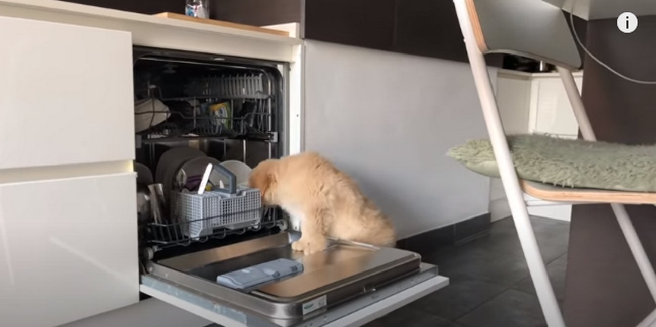 ゴールデンレトリーバー,動画