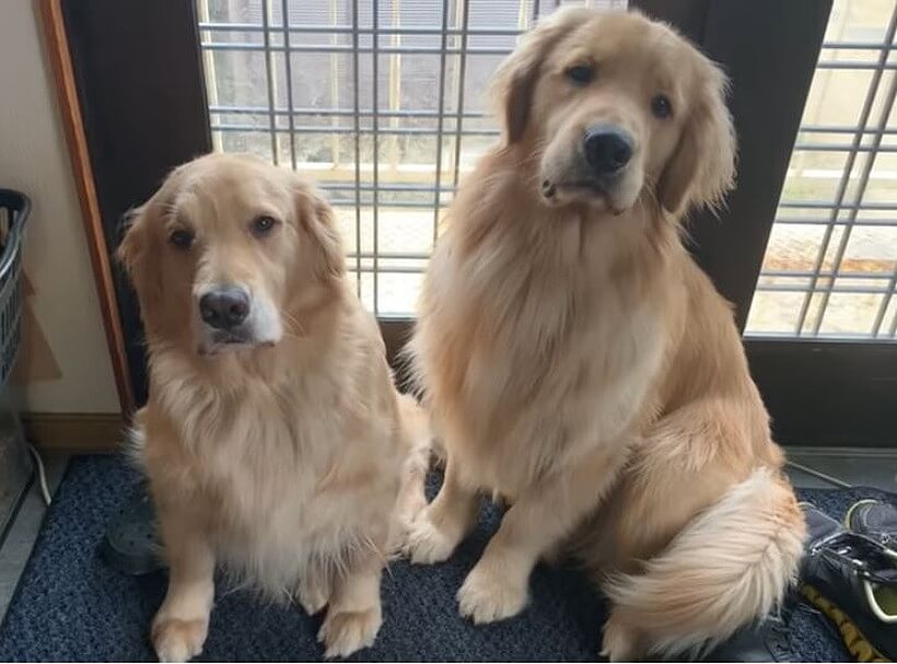 ゴールデンレトリーバー,動画