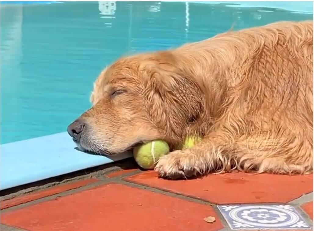 ゴールデンレトリーバー,動画