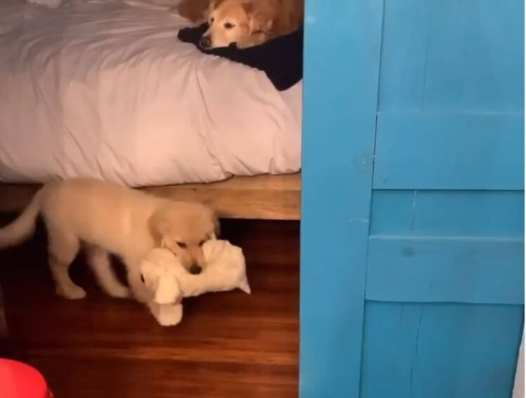 ゴールデンレトリーバー,動画