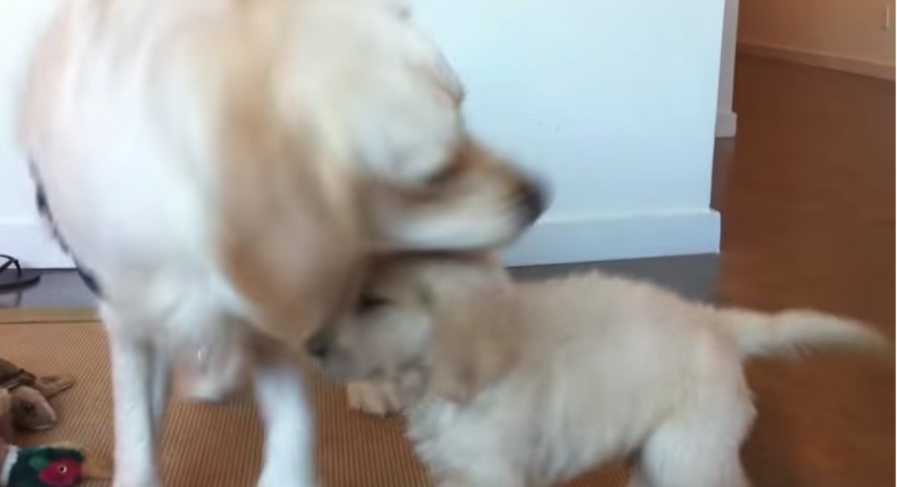 ゴールデンレトリーバー,動画