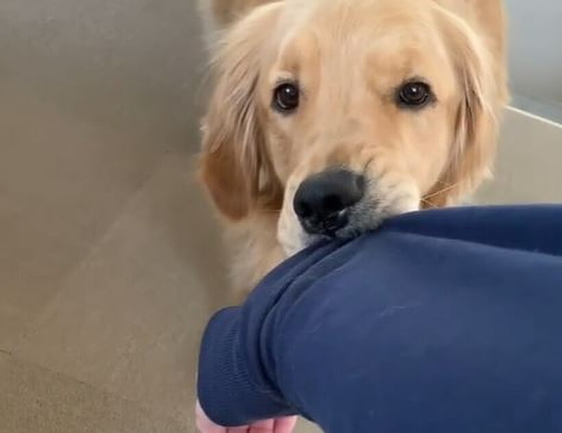 ゴールデンレトリーバー,動画