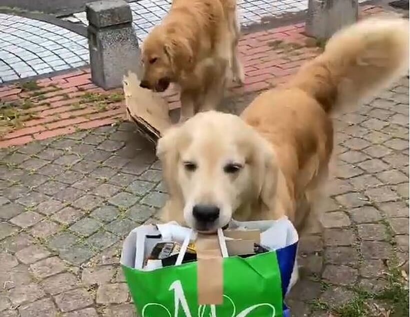 ゴールデンレトリーバー,動画