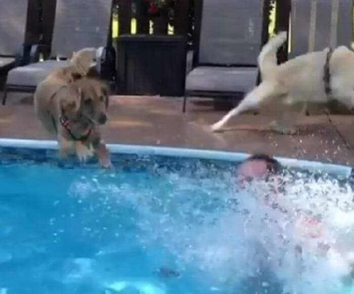 ゴールデンレトリーバー,動画