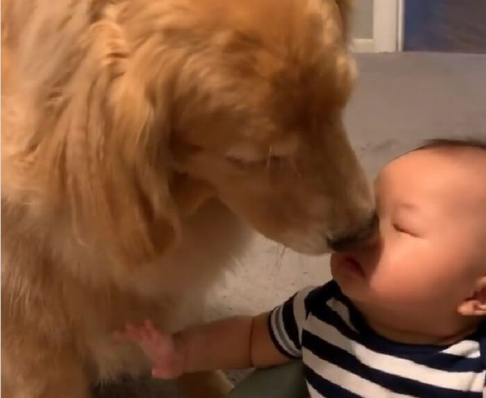 ゴールデンレトリーバー,動画