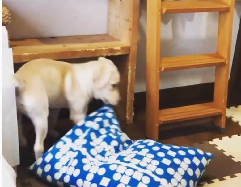 ラブラドールレトリーバー,動画