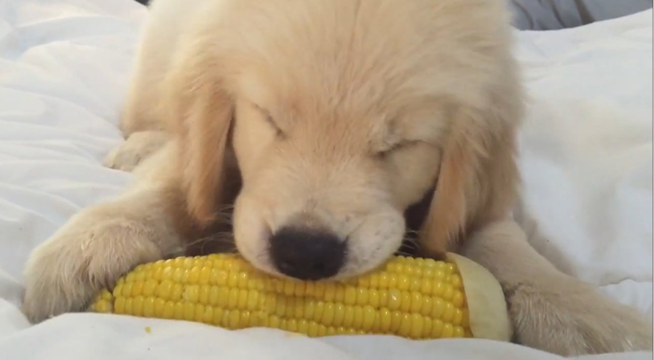 ゴールデンレトリーバー,動画