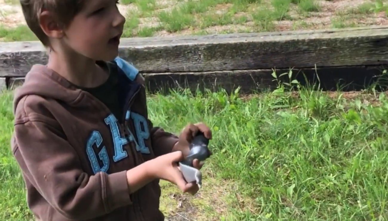 ラブラドールレトリーバー,動画