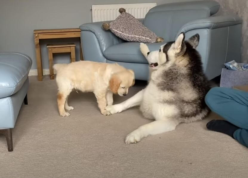 ゴールデンレトリーバー,動画