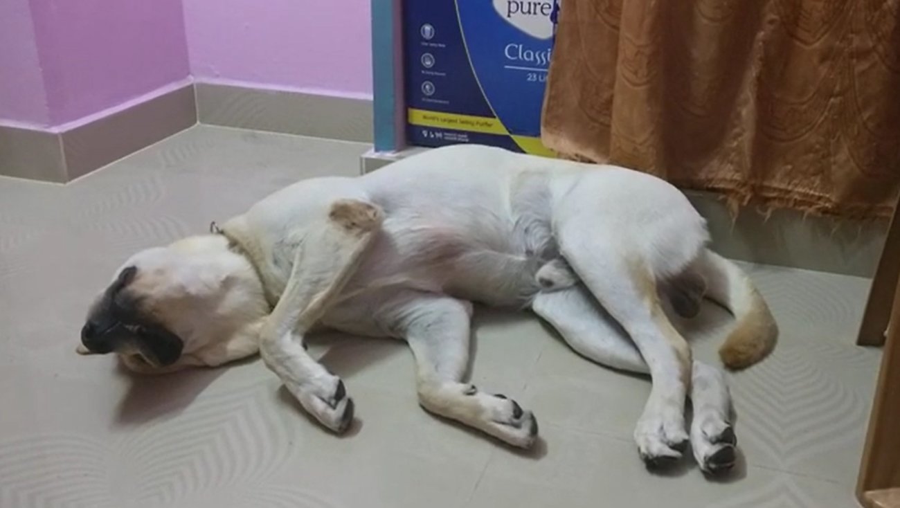 ラブラドールレトリーバー,動画