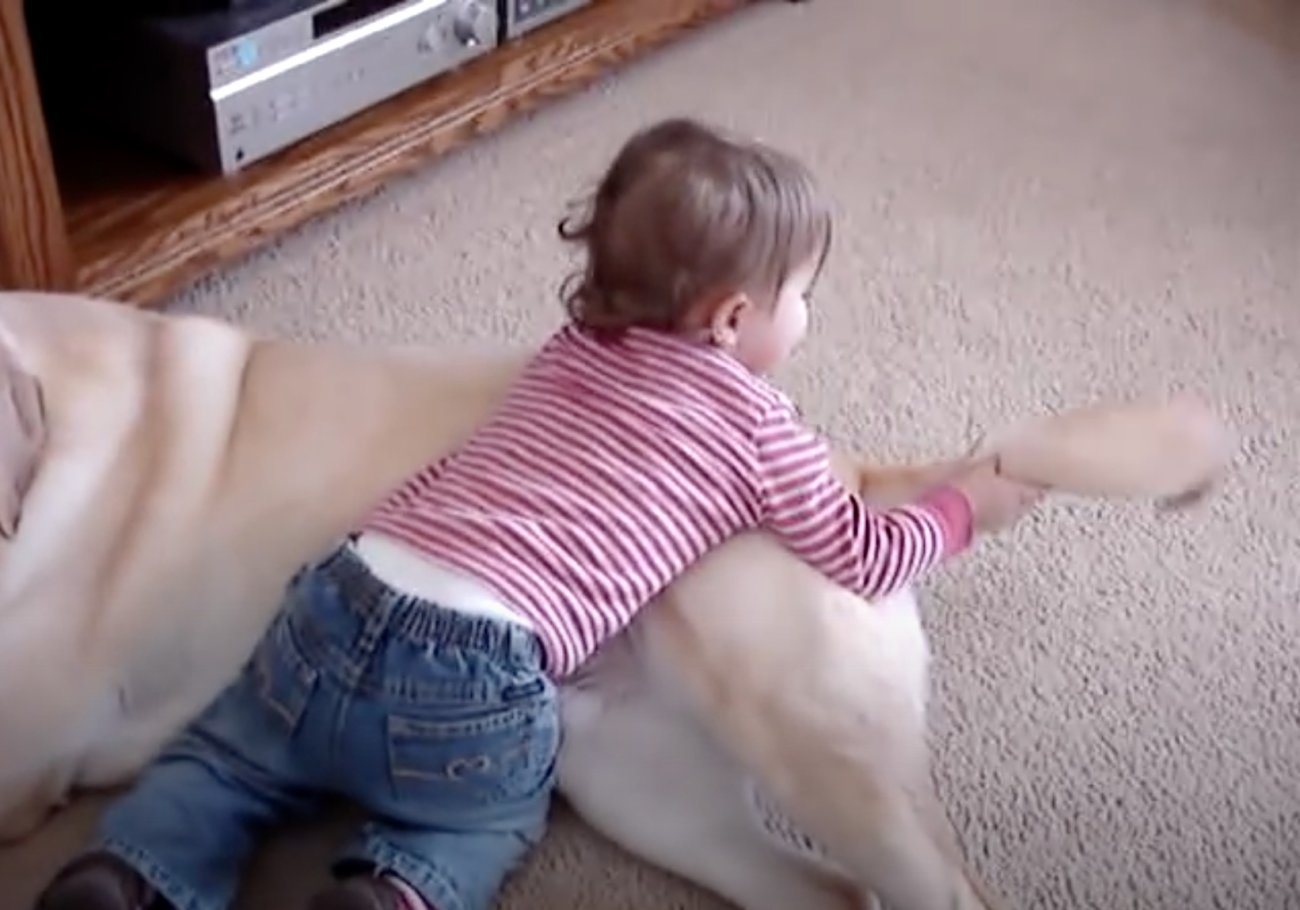 ラブラドールレトリーバー,動画