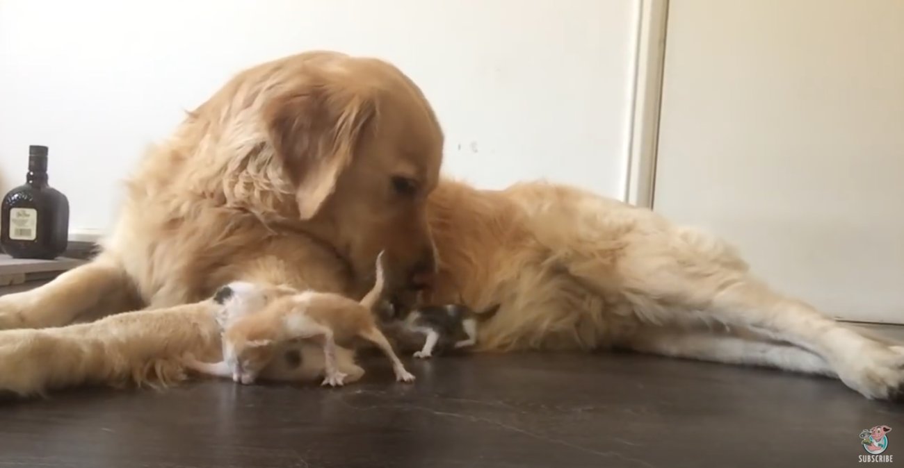 ゴールデンレトリーバー,動画