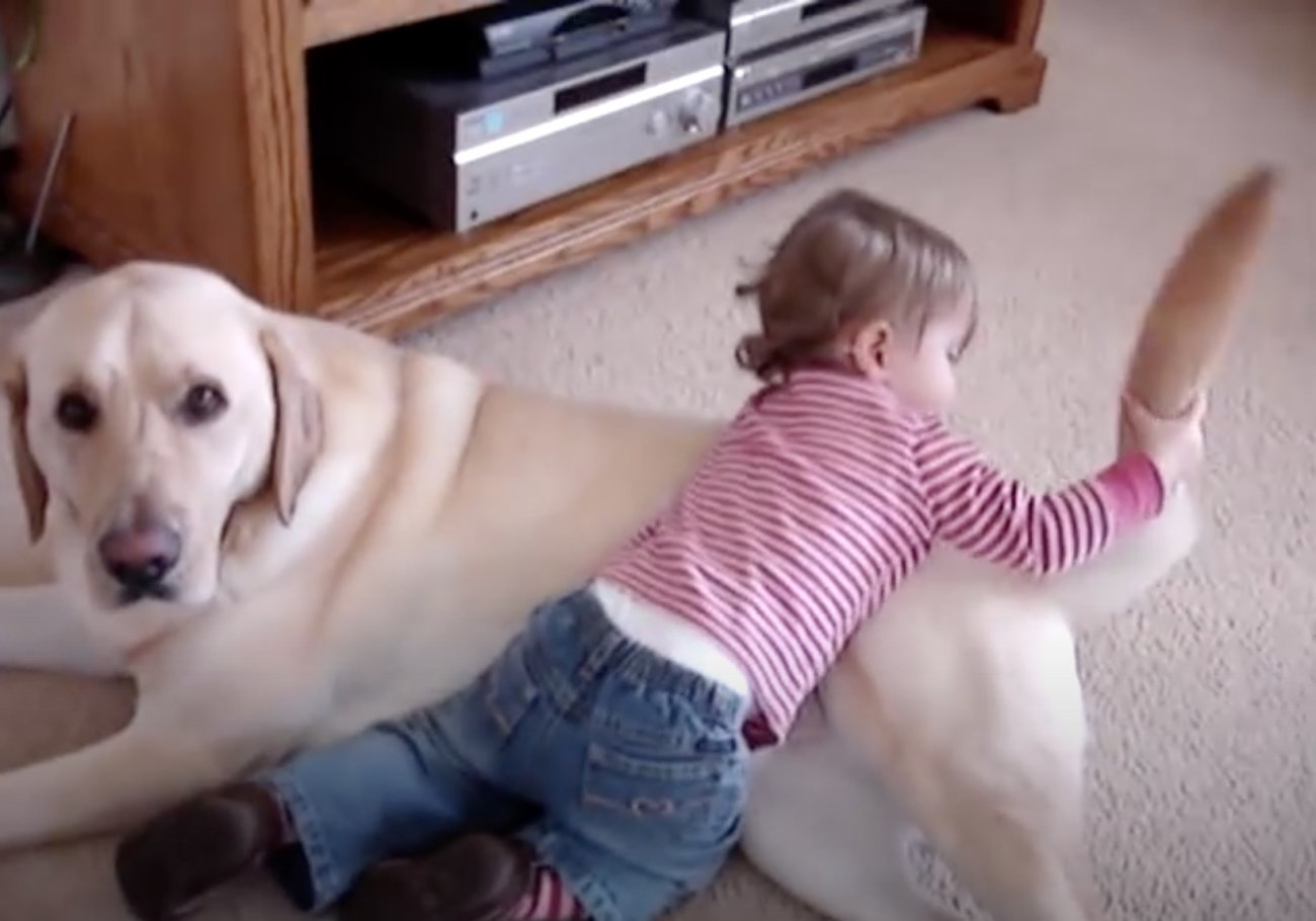 ラブラドールレトリーバー,動画