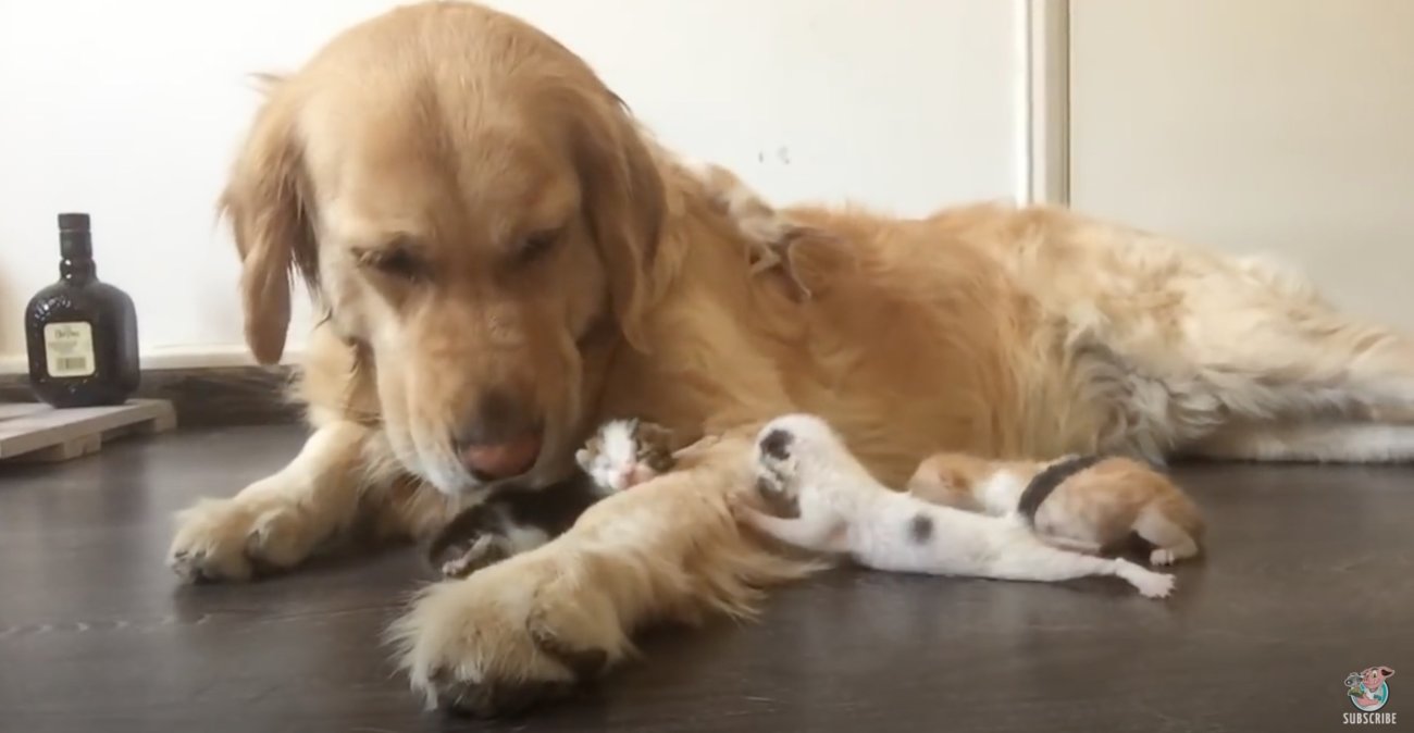 ゴールデンレトリーバー,動画
