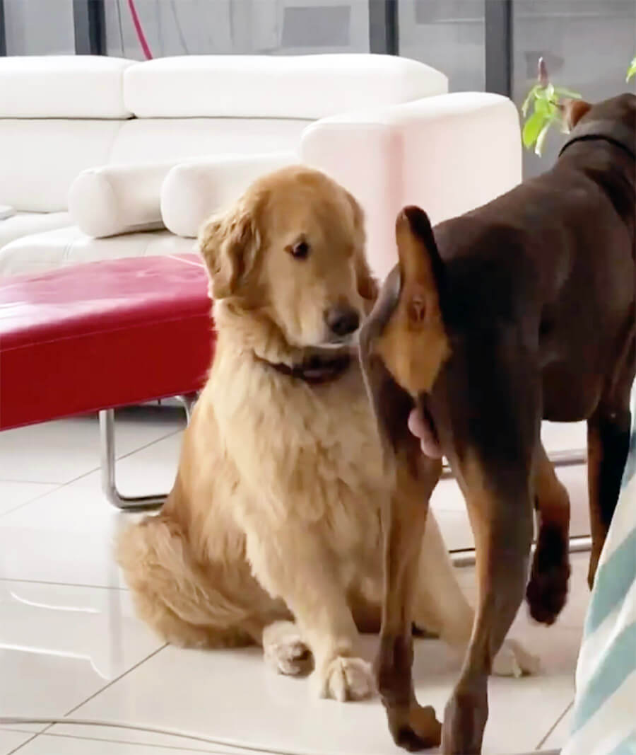 ゴールデンレトリーバー,動画