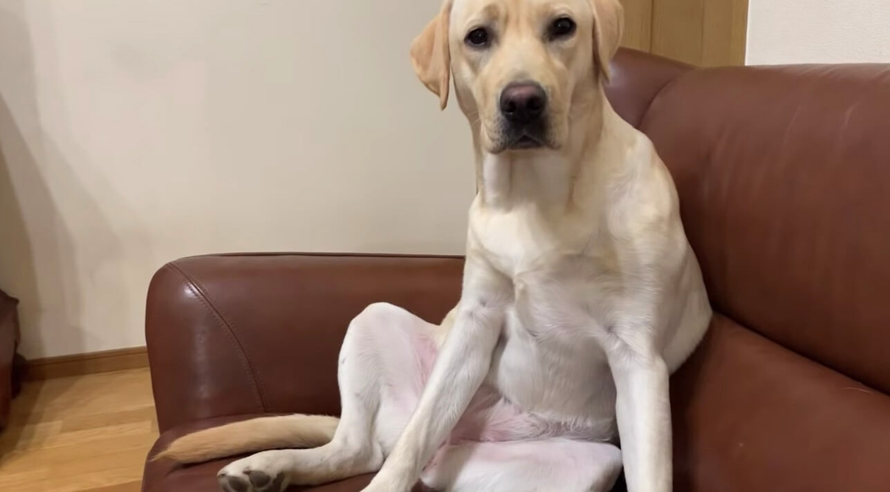 ラブラドールレトリーバー,動画