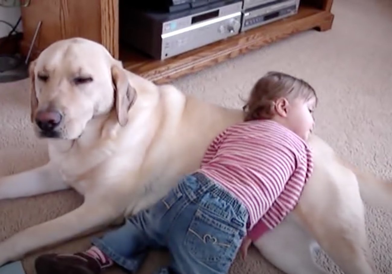 ラブラドールレトリーバー,動画