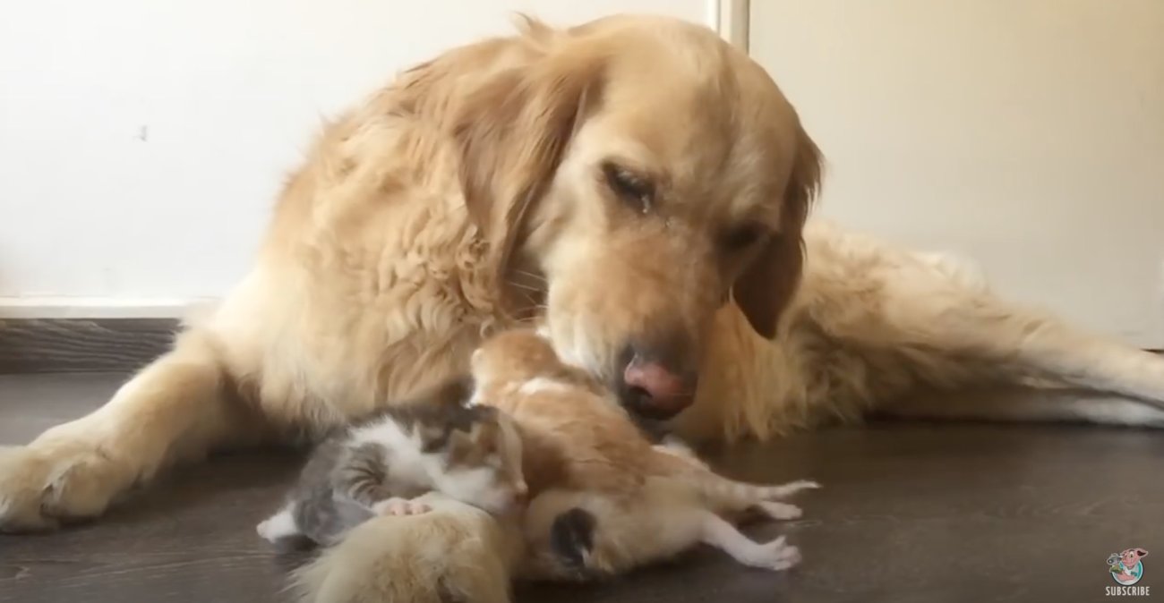 ゴールデンレトリーバー,動画