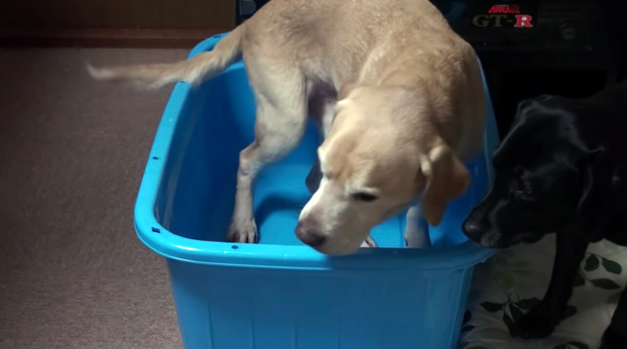 ラブラドールレトリーバー,動画