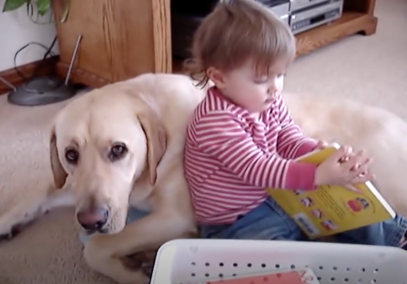 ラブラドールレトリーバー,動画