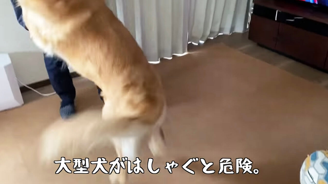 ゴールデンレトリーバー,動画